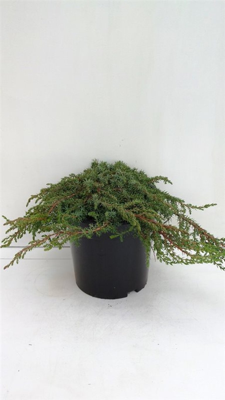 Juniperus comm. 'Green Carpet' - C3 25-30 CM